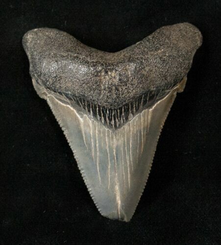Serrated Angustidens Tooth - Megalodon Ancestor #17213